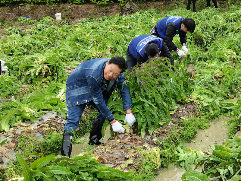 同良村駐村工作隊員收割萵筍.jpg